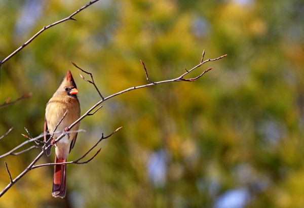 Cardinal In Morning Light by Deb Oppermann